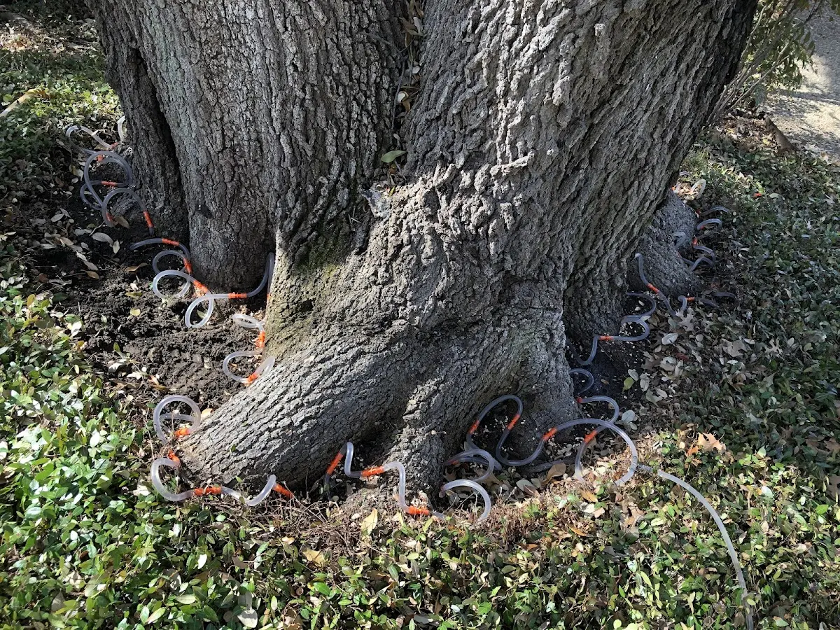 Detailed Tree Cabling and Bracing job site in Sasser