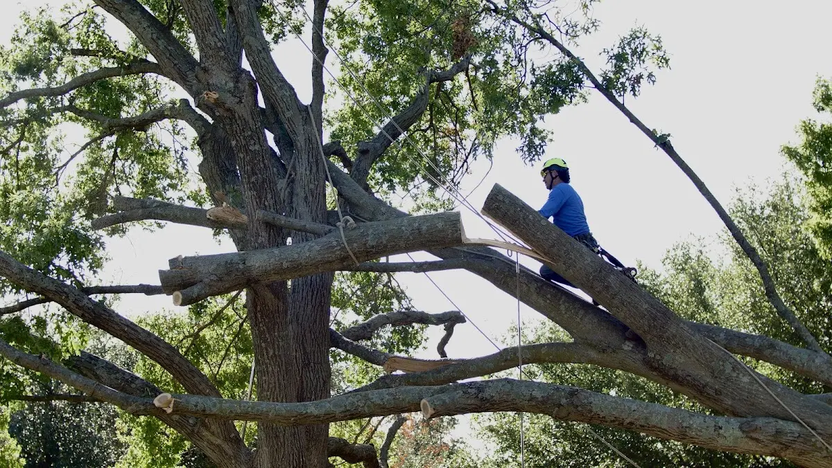 Professional Crown Thinning performed by certified arborists in Sasser